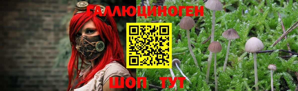 Псилоцибиновые грибы Psilocybe  Вход с VPN  Лесозаводск 